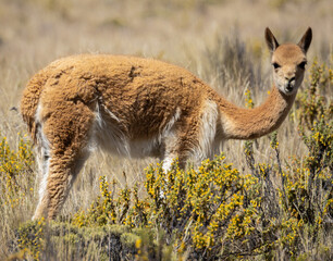 Fototapeta premium Ein wildes Vikunja in Peru