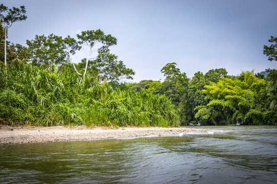 tropical palm trees, tayronaka, tayrona national park, tayrona, don diego river, magdalena, kogui, sierra nevada, colombia, south america, latin america