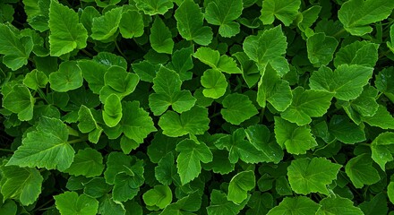 Lush Green Foliage Canopy, Vibrant Verdant Leaves, Natural Organic Texture Background.