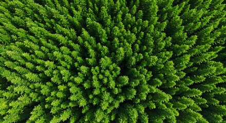 Lush Green Forest Canopy Viewed Directly From Above, Dense Evergreen Trees Forming Textured Pattern.