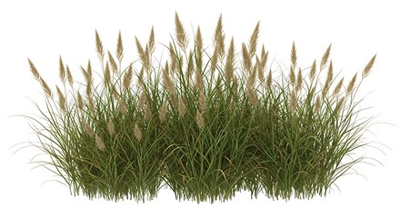 Lush Pampas Grass Clump with Soft, Feathered Plumes Against a Clean White Background.