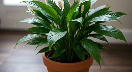 Lush Peace Lily in Terracotta Pot - Vibrant Green Leaves and Elegant White Blooms.