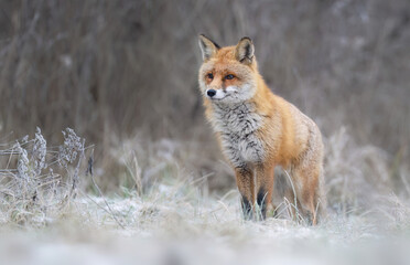 Red fox ( Vulpes vulpes ) in winter scenery