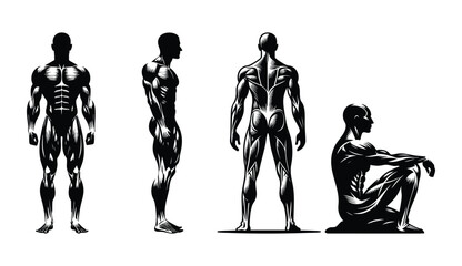 Anatomical muscle diagrams of a male figure in various poses detailed illustration for fitness and medical education isolated on white background