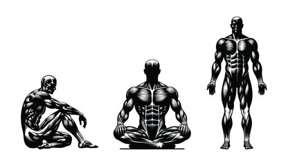 Anatomical illustration of muscular male figures in various poses representing fitness and human anatomy isolated on white background