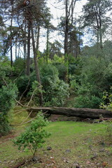 Fototapeta premium Parque florestal de Monsanto