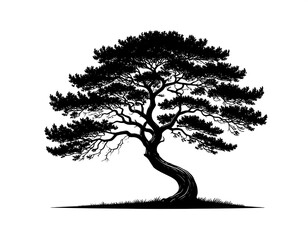 Black silhouette of a pine tree with a curved trunk. Branches spread wide and dense foliage. The tree sits on grassy ground, isolated on white