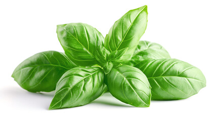 Basil leaves. Basil leaves isolated on white