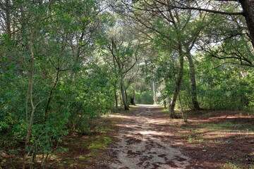 Fototapeta premium Parque florestal de Monsanto