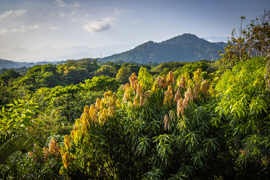 mountains of tayrona national park, tayrona, colombia, santa marta, caribbean, latin america, south america, rainforest, tropical 