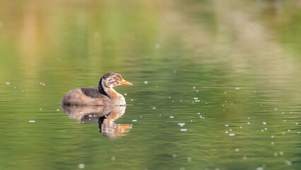 A colorful picture of a juvenile Little grebe (Tachybaptus ruficollis). West Bengal, India
