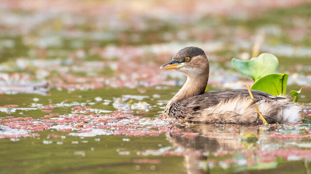 A colorful picture of a Little grebe (Tachybaptus ruficollis). Chupi Char, Purbasthali, Bardhaman, West Bengal, India