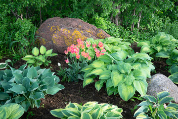 Pink tulips blooming in a shade garden of hostas.