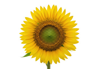 Obraz premium Perfectly symmetrical vibrant sunflower with yellow petals and dark center, against a transparent background with copy space. Natural wellness concept.