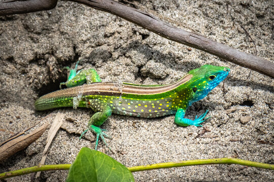 lizard, wilflife at tayrona national park, tayrona, colombia, santa marta, latin america, south america