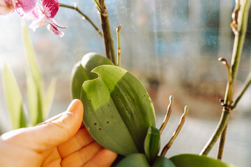 Blooming orchids in pots on windowsill in an apartment