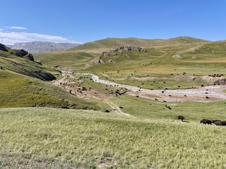 Fototapeta premium Yak herd grazing in the scenic Kok Kiya Canyon, Kyrgyzstan.