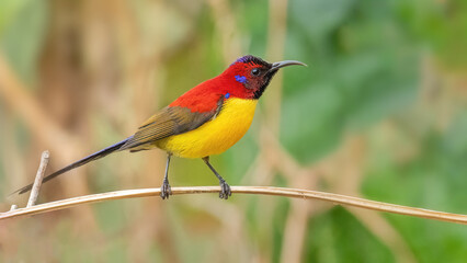 Fototapeta premium Mrs. Gould’s Sunbird (Aethopyga gouldiae) Perched on Flowering Branch in Natural Habitat. Mahananda Wildlife Sanctuary, Latpanchar, Darjeeling district, West Bengal, India.