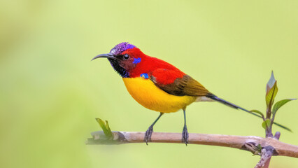 Colorful male Mrs. Gould’s Sunbird (Aethopyga gouldiae) Perched on Branch. Wildlife bird in tropical forest, india. Close-up photo suitable for nature, biodiversity, and exotic bird stock content