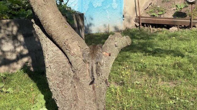 Two gray shorthair kittens playing on the tree trunk