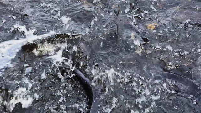 Big sturgeons swim and splashing in water on sturgeon farm