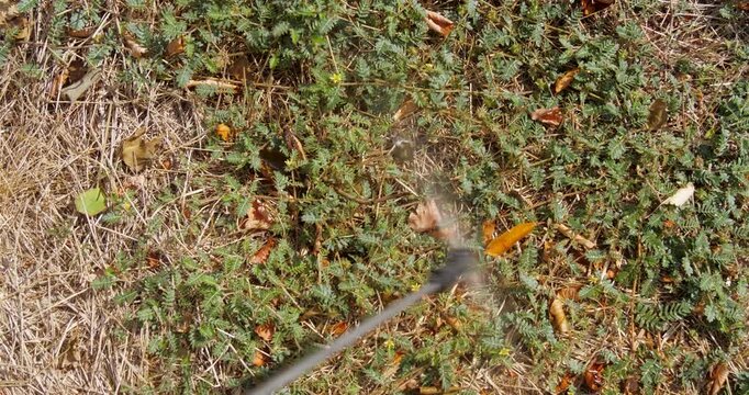 Farmer Spraying Pesticide on Lawn Field. Treatment a Road from Weeds Tribulus Terrestris. Pest Control. Person Destroys Weeds on Garden Way