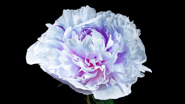Blue Pink Peony Blooming in Time Lapse on a Black Background. Tender Flowers Moving Petals Close Up While Blossoming