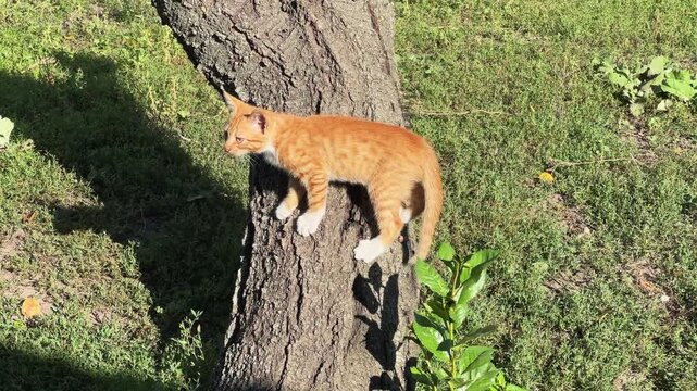 Ginger shorthair kitten walk on the tree trunk
