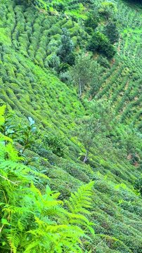 Tea plantations of Rize province with a mountain landscape. Close-up of fresh and bright tea. A tea plant grown on the Black Sea. Karadeniz region in Turkey. Farm for the production of fresh green tea