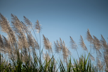 Obraz premium Wild Reed Grass Blowing in the Breeze