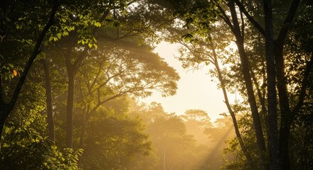 Sunlight filtering through a misty forest canopy