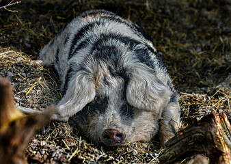 Portrait of domestic pig sleeping near the fence in its enclosure