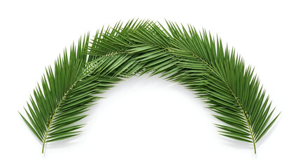 Obraz premium Palm Sunday Green Palm Branches on White Background