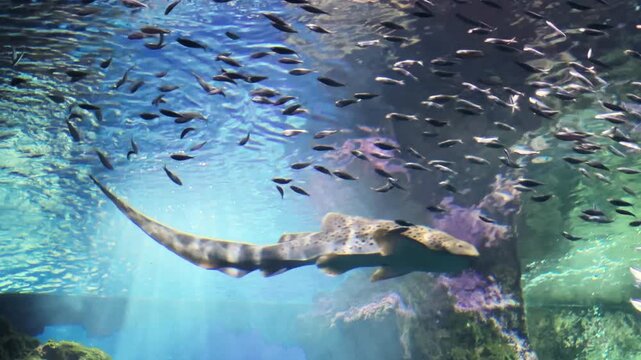 Zebra shark and other small fishes in oceanarium