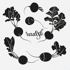 Radish, vector hand drawn set. Six isolated elements for design. Black silhouettes on transparent. 