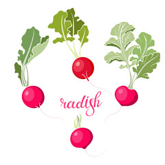 Radish, isolated vector elements on white background. Hand drawn set. Color.