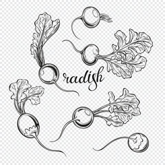 Vector hand drawn radish set. Hand drawn vector illustration, sketch. Six isolated elements for design. Contour graphics. Monochrome.