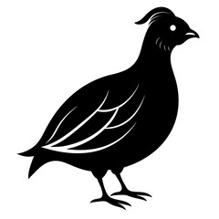 Quail vector clean black silhouette design white background