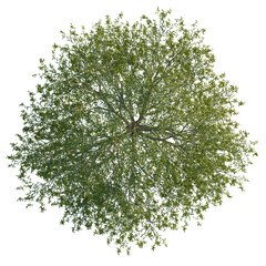 Salix babylonica tree plan, top view, cutout, isolate, good for architecture visualization, Stunning aerial view of a vibrant green tree on a transparent background © Peter Hai