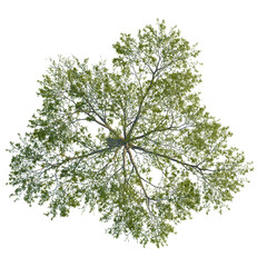 Salix babylonica tree plan, top view, cutout, isolate, good for architecture visualization, Stunning overhead view of a vibrant green tree canopy with lush foliage © Peter Hai