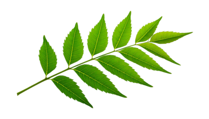  Bright green neem tree branch with serrated leaves, isolated on a white or transparent backg.png