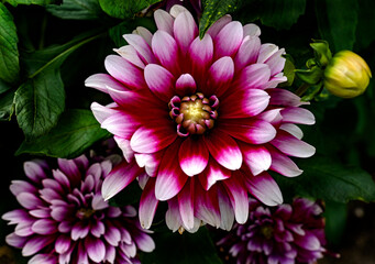 View of dahlia in the garden. Variety - Patches