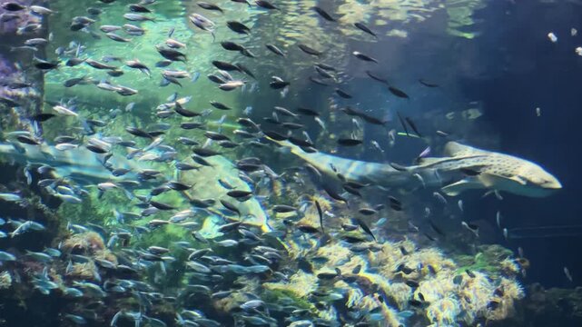 Different sharks and sea turtle among small fishes in aquarium