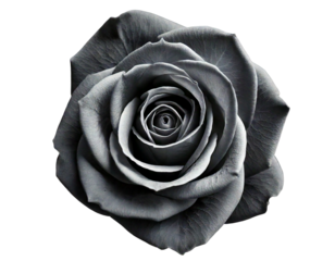 Dark gray rose on black isolated on a transparent background flower close-up petals botanica 