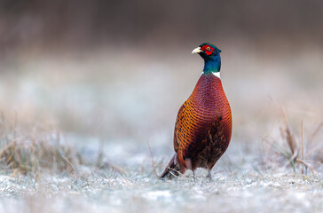 Ringneck Pheasant (Phasianus colchicus) male close up