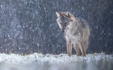 Grey wolf ( Canis lupus ) close up