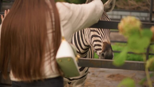 caucasian woman petting zebra through fence, visitor reaching over metal rail to stroke curious zebra head, close striped coat details, soft autumn light and calm park atmosphere, subtle connection
