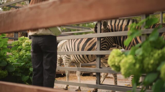zebra behind fence near zookeeper, wooden rails and bench framed by green hydrangea, caretaker viewed from back wearing dark trousers, zebra pacing softly while keeper inspects enclosure, afternoon