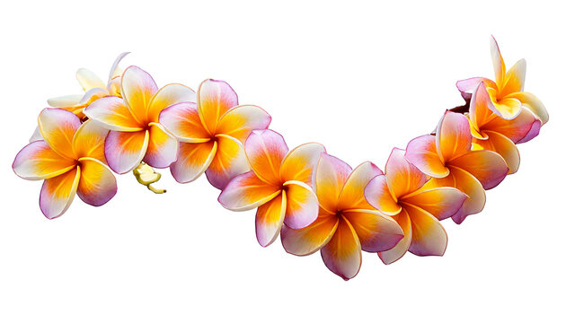  Plumeria flowers, arranged in a curved garland, isolated on a transparent background, cutout.png