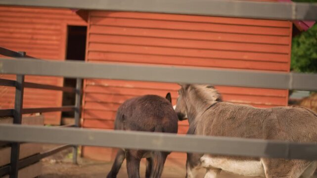 Donkeys nuzzling near red barn paddock, two gray and brown donkeys gently interacting behind metal fence, warm sunlight highlights textured coats, straw scattered on dirt, open barn door